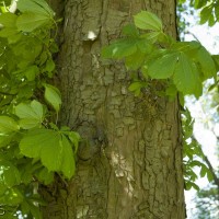 Horse Chestnut